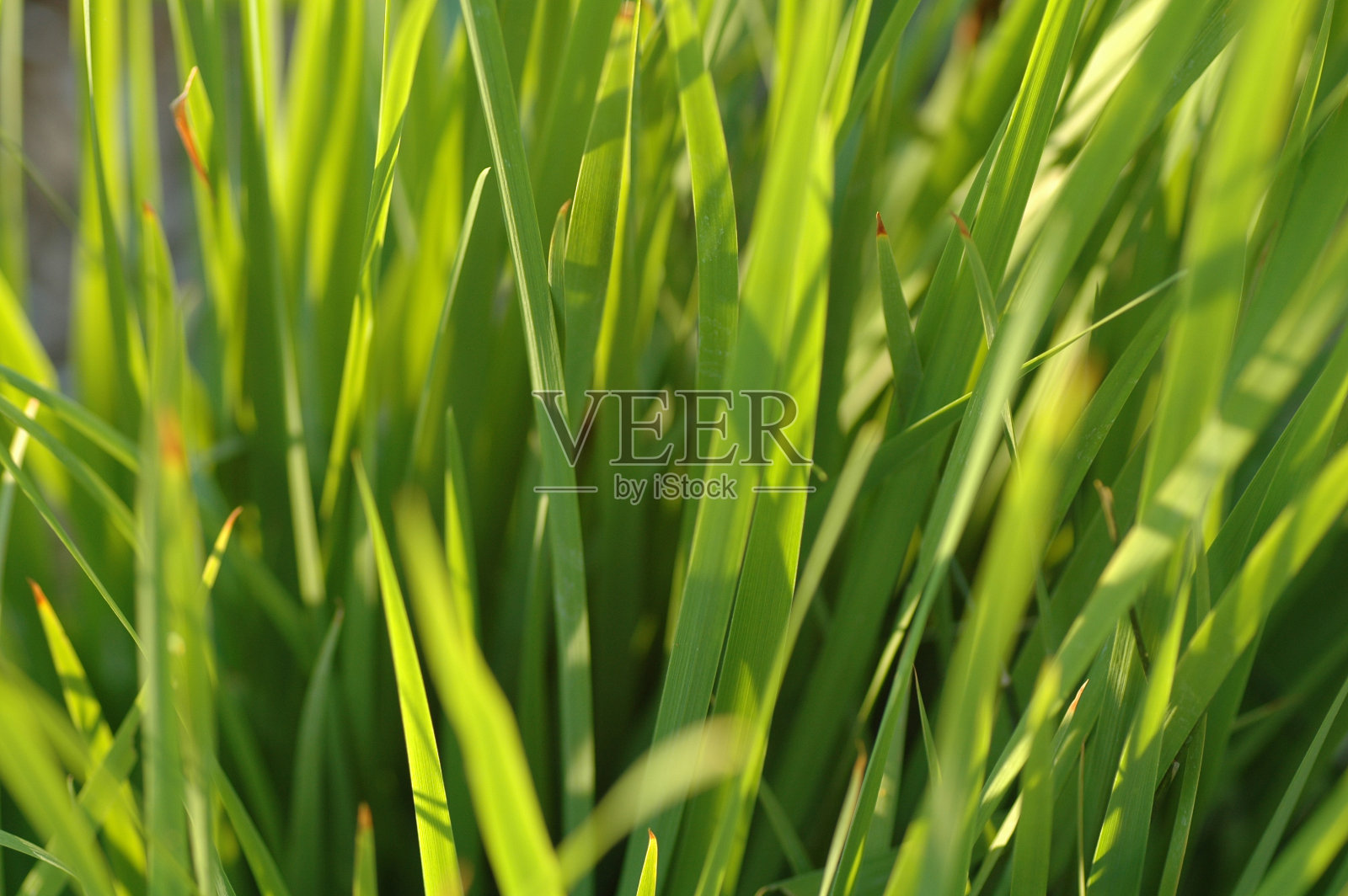 绿草照片摄影图片