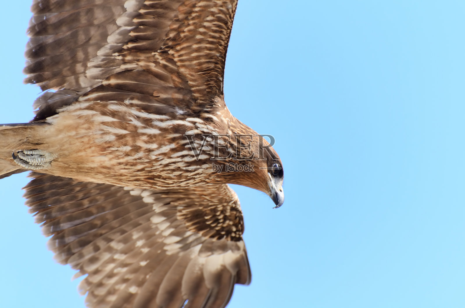 黑飞的风筝。照片摄影图片