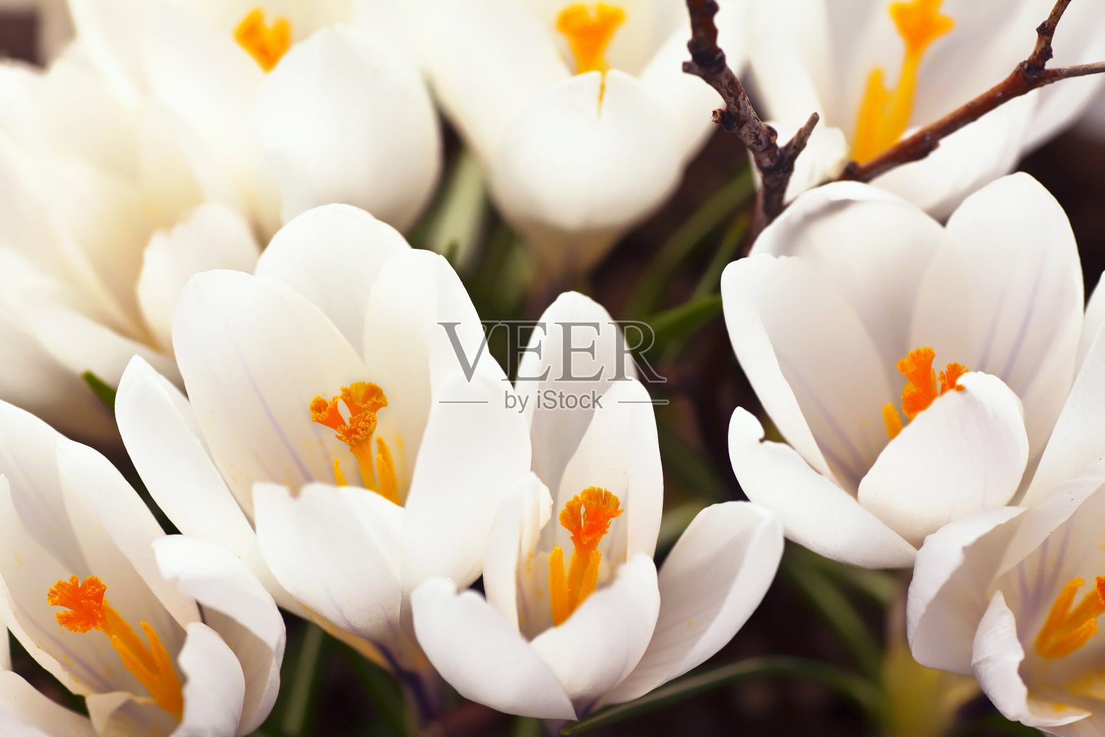 白色磨粉照片摄影图片