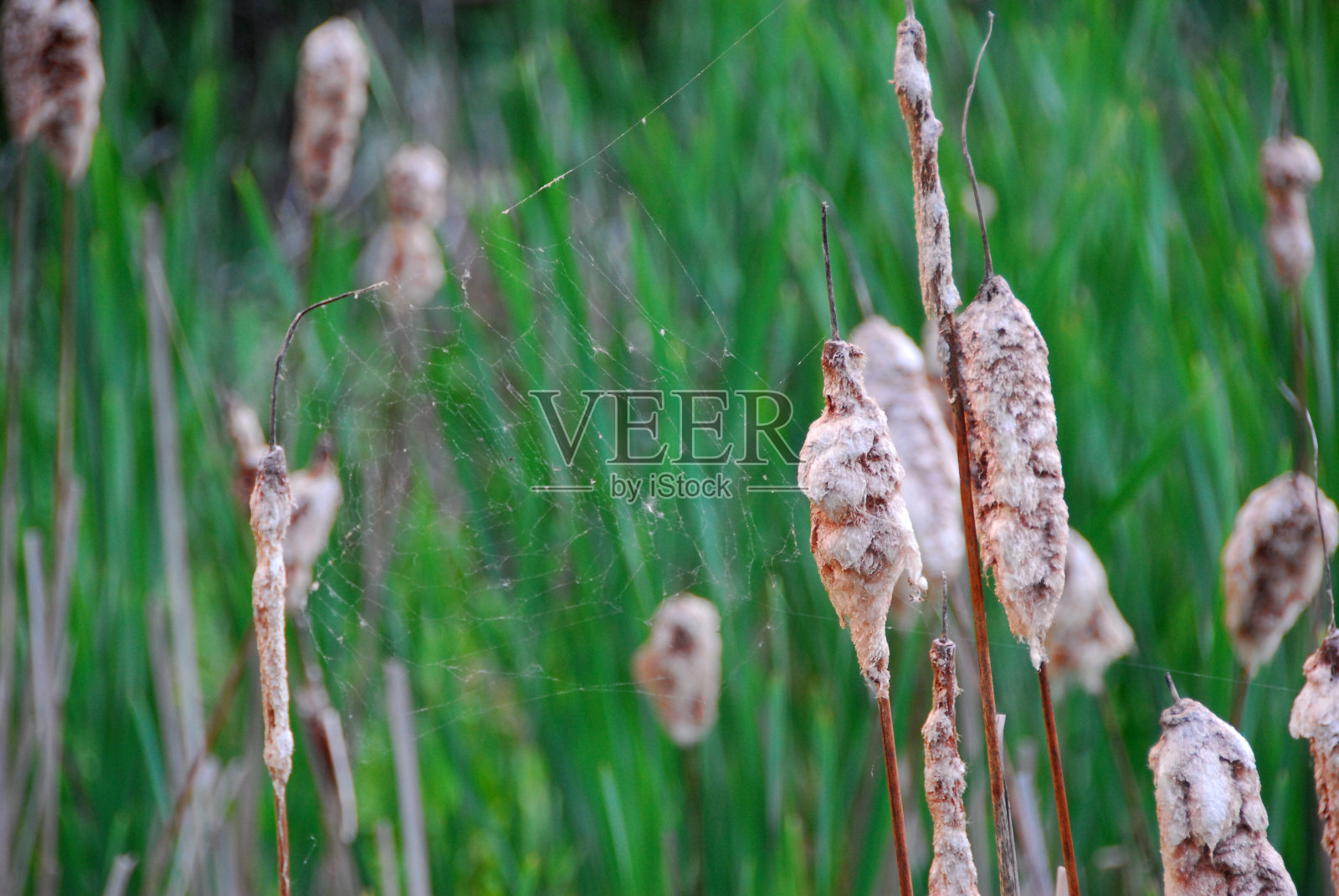 沼泽里的蜘蛛网照片摄影图片