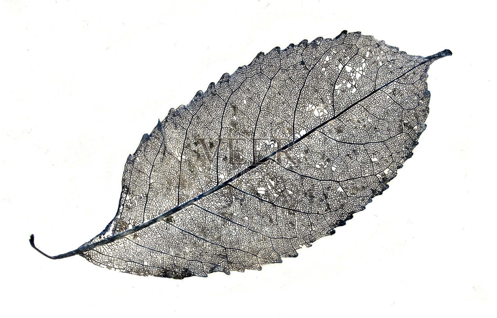 叶骨架照片摄影图片