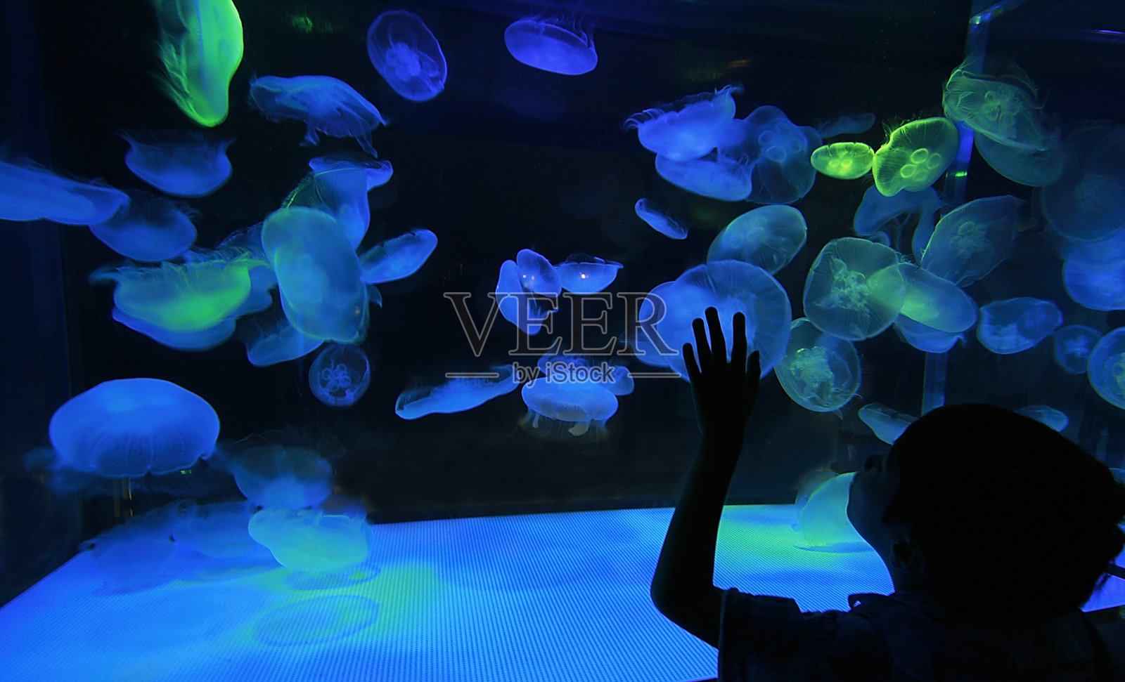 深色背景上的彩色水母照片摄影图片