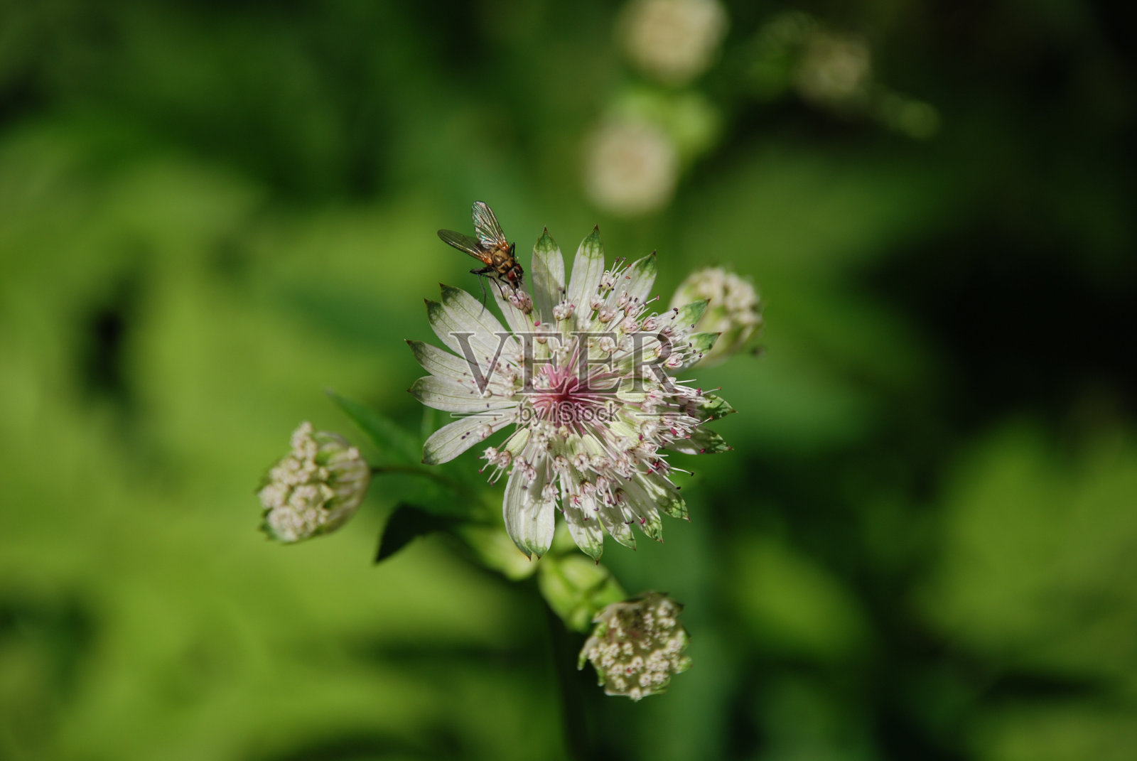 飞在花照片摄影图片