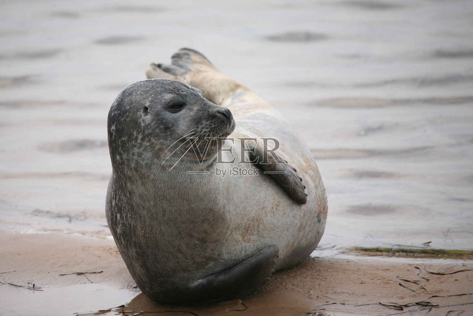 越懒越照片摄影图片