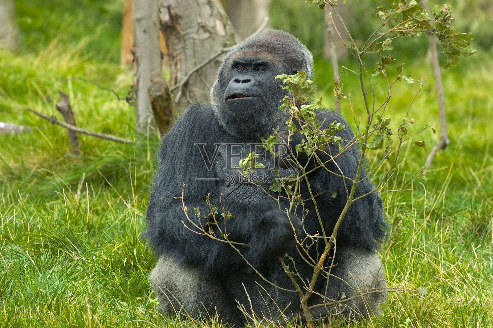 大猩猩照片摄影图片