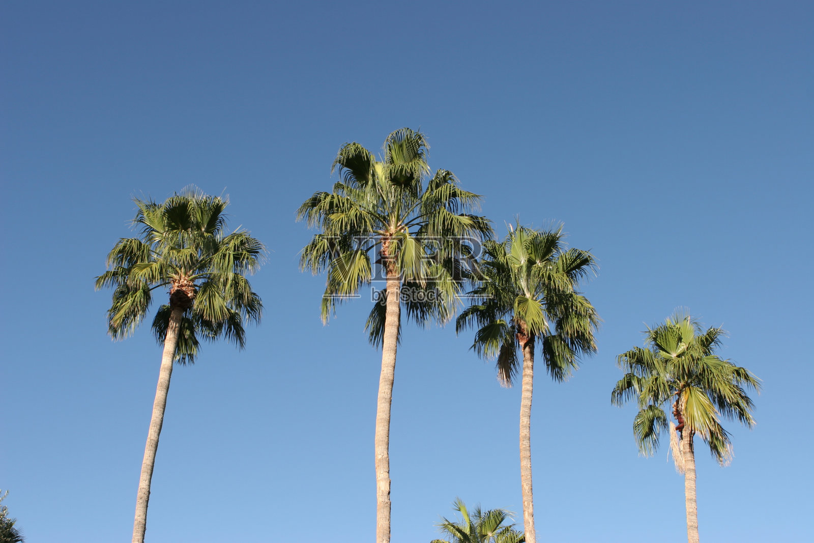 亚利桑那州图森市,棕榈树和蓝天照片摄影图片