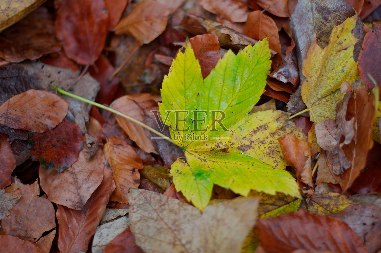 绿色的秋叶映衬着褐色的背景照片摄影图片