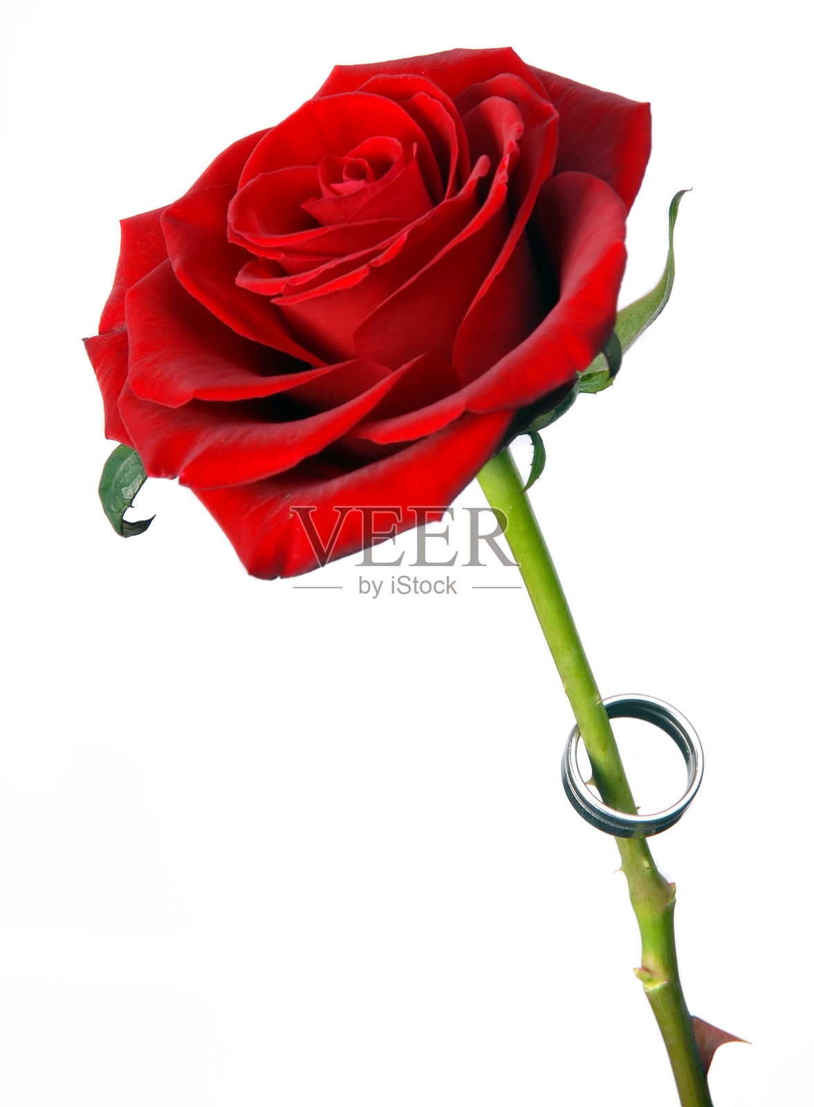 带戒指的红玫瑰照片摄影图片