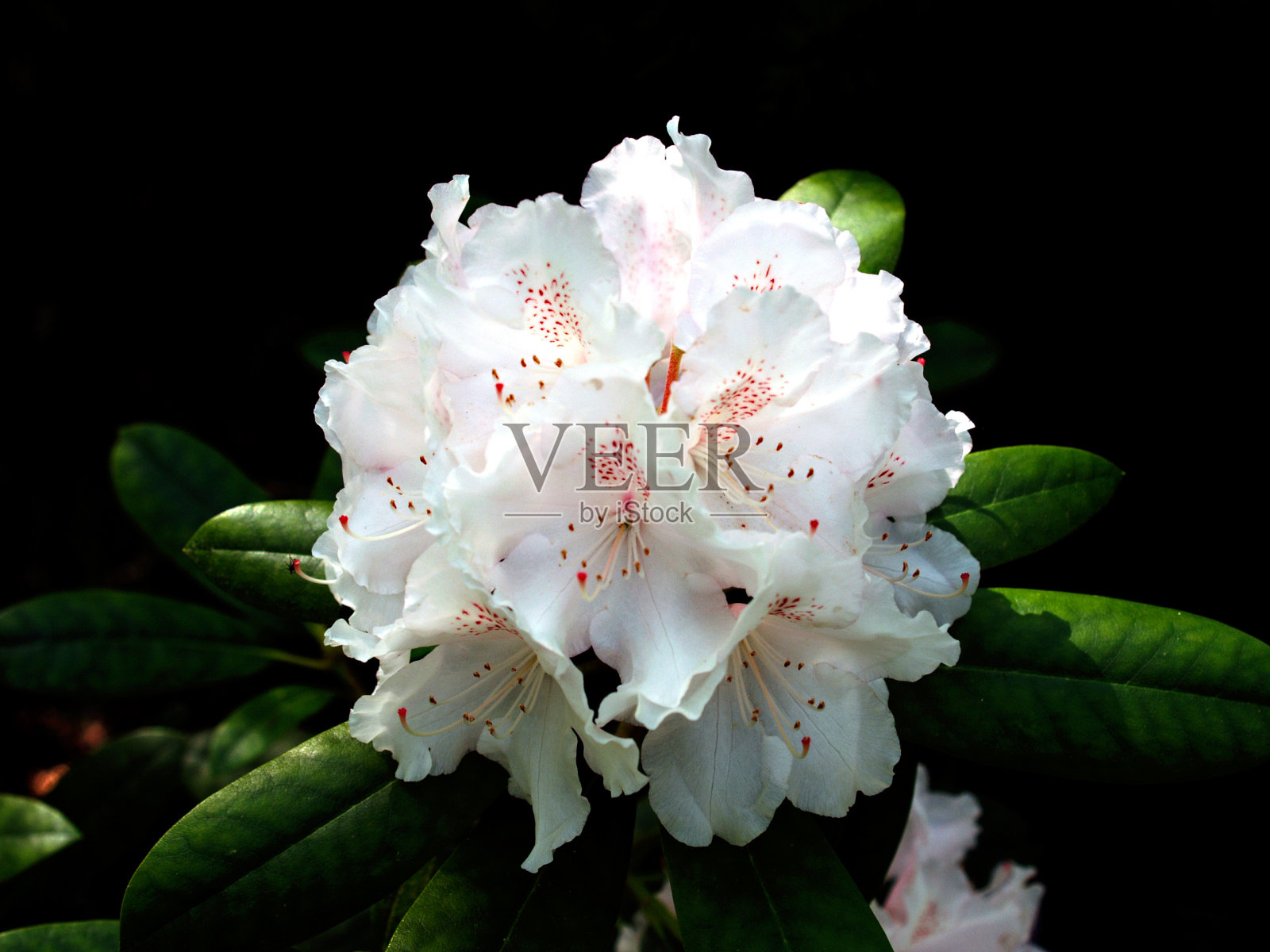 杜鹃照片摄影图片