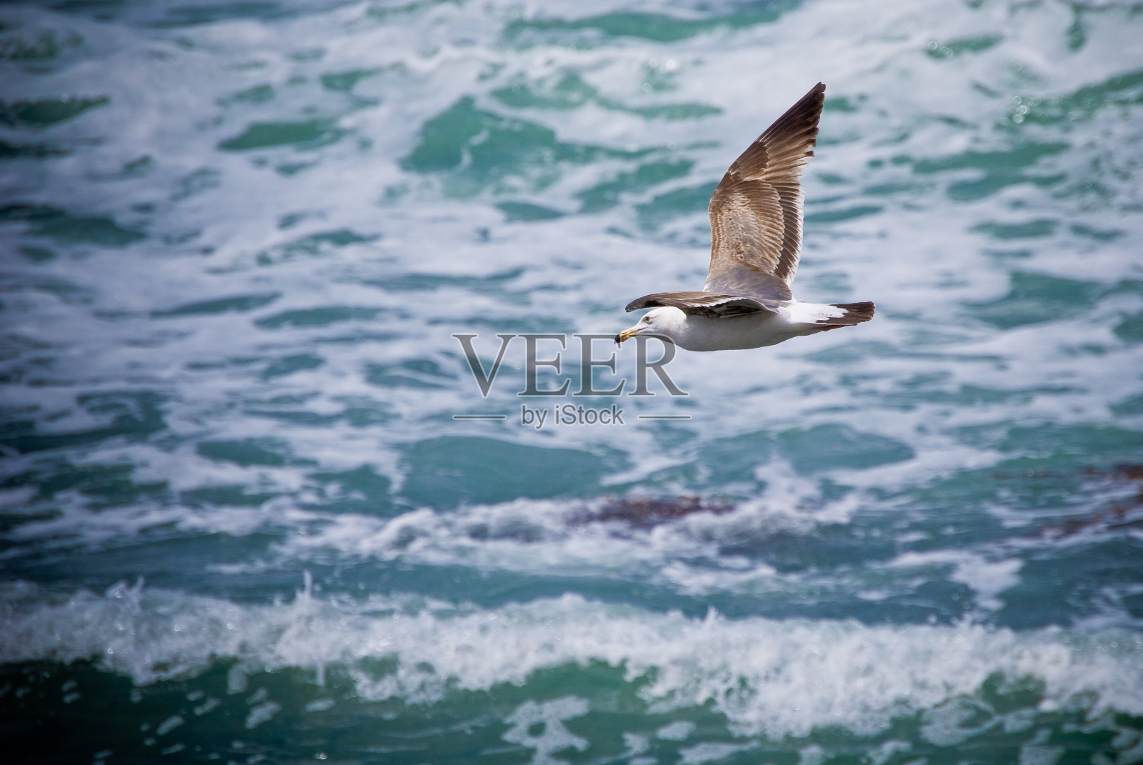 海鸥在飞照片摄影图片