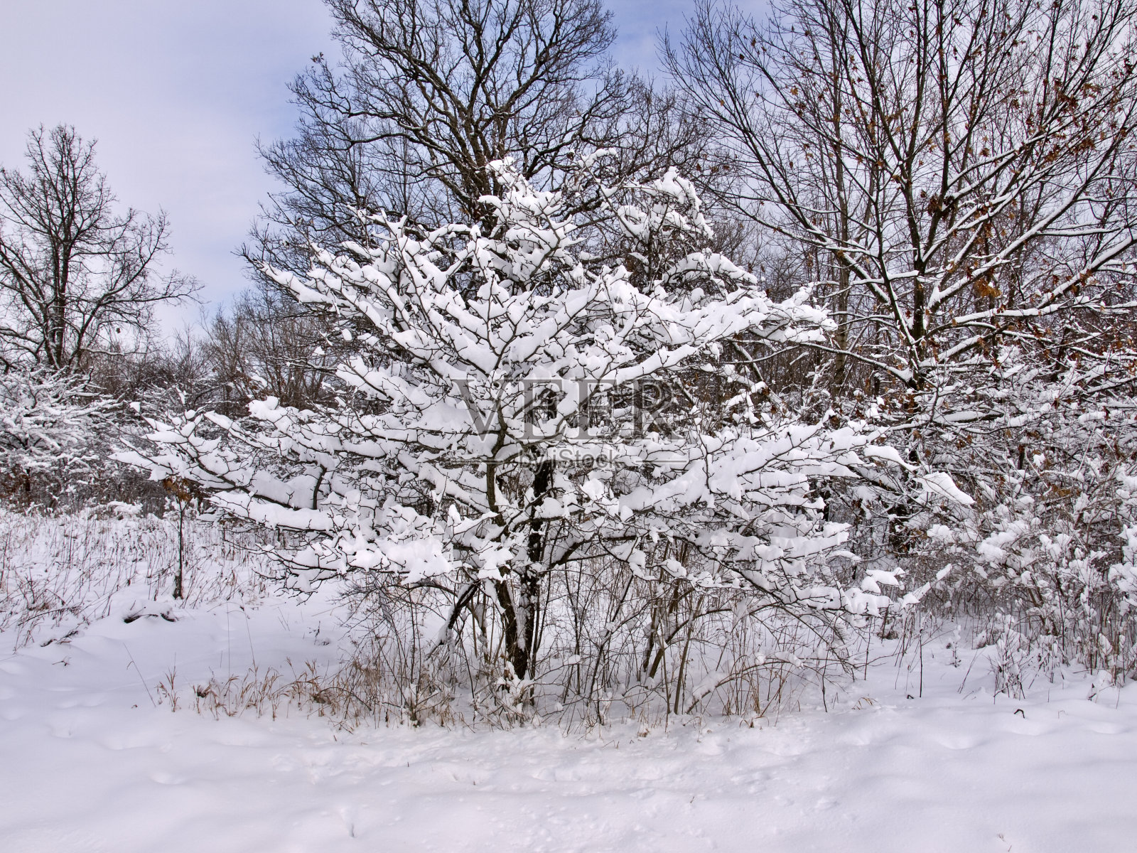 雪覆盖的树照片摄影图片