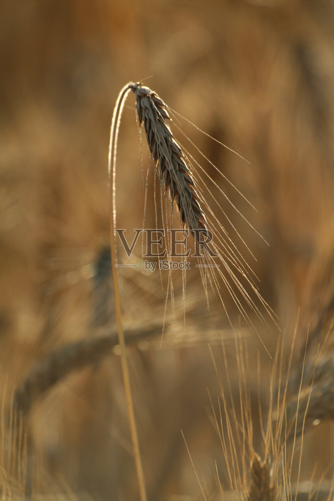 一株小麦照片摄影图片