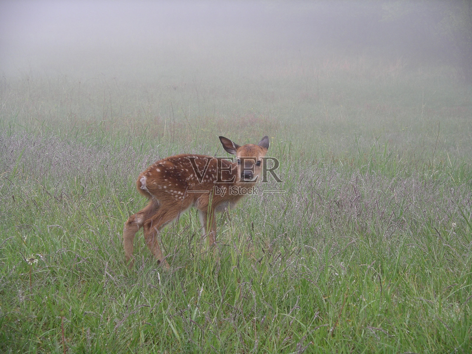 年轻人发现小鹿照片摄影图片