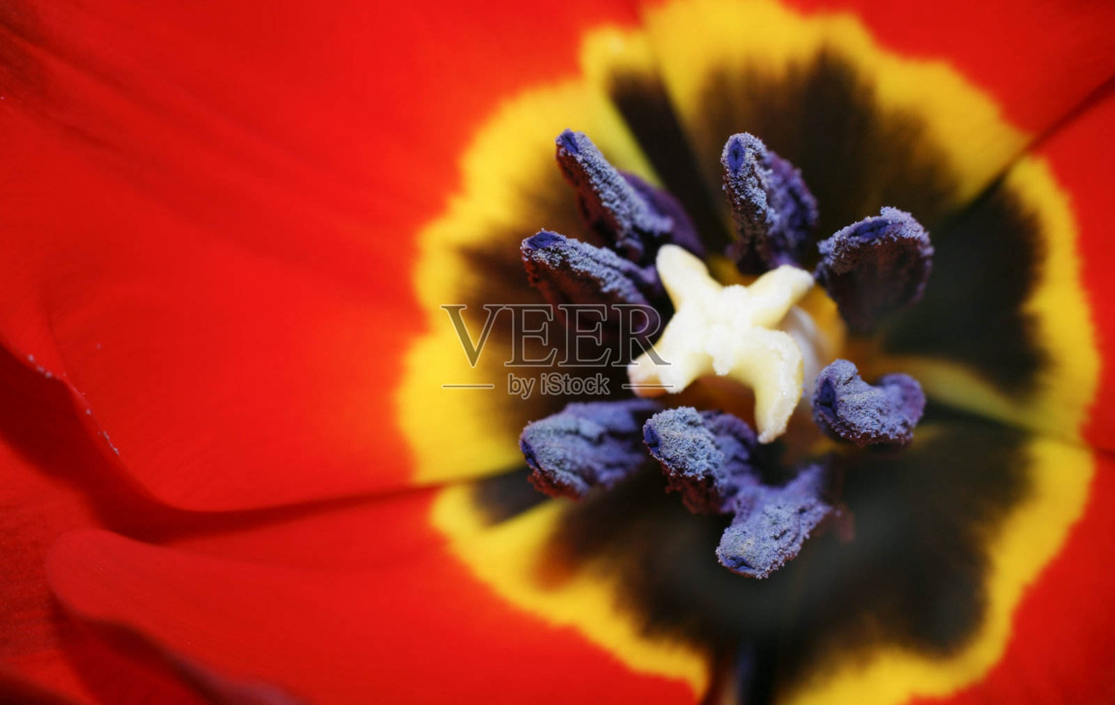 郁金香照片摄影图片