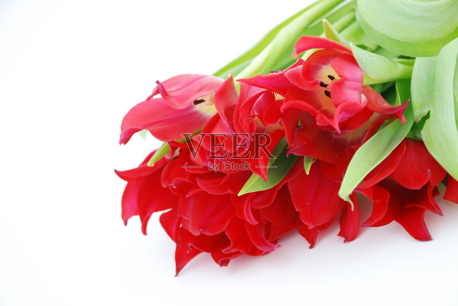 红色郁金香花束。照片摄影图片