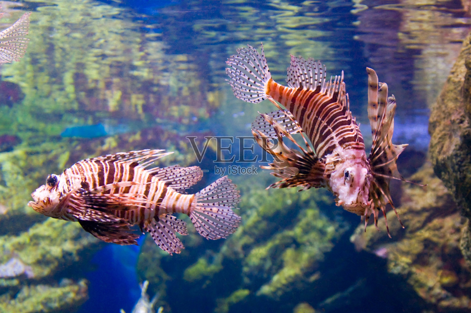 狮子鱼照片摄影图片