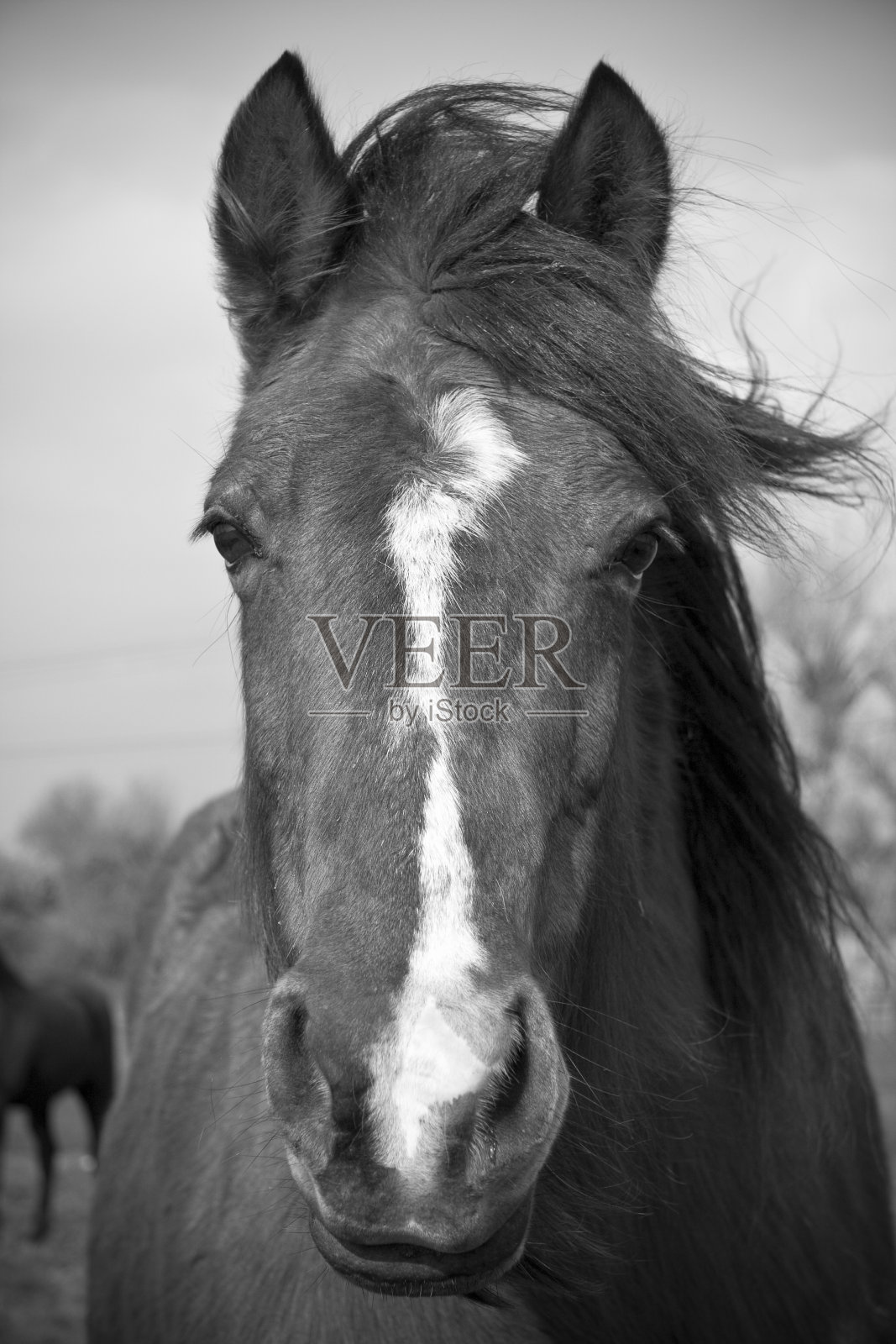 野马照片摄影图片