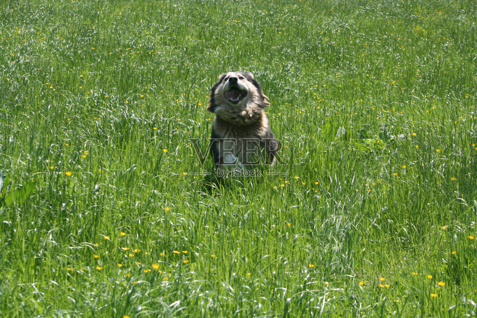 狗照片摄影图片