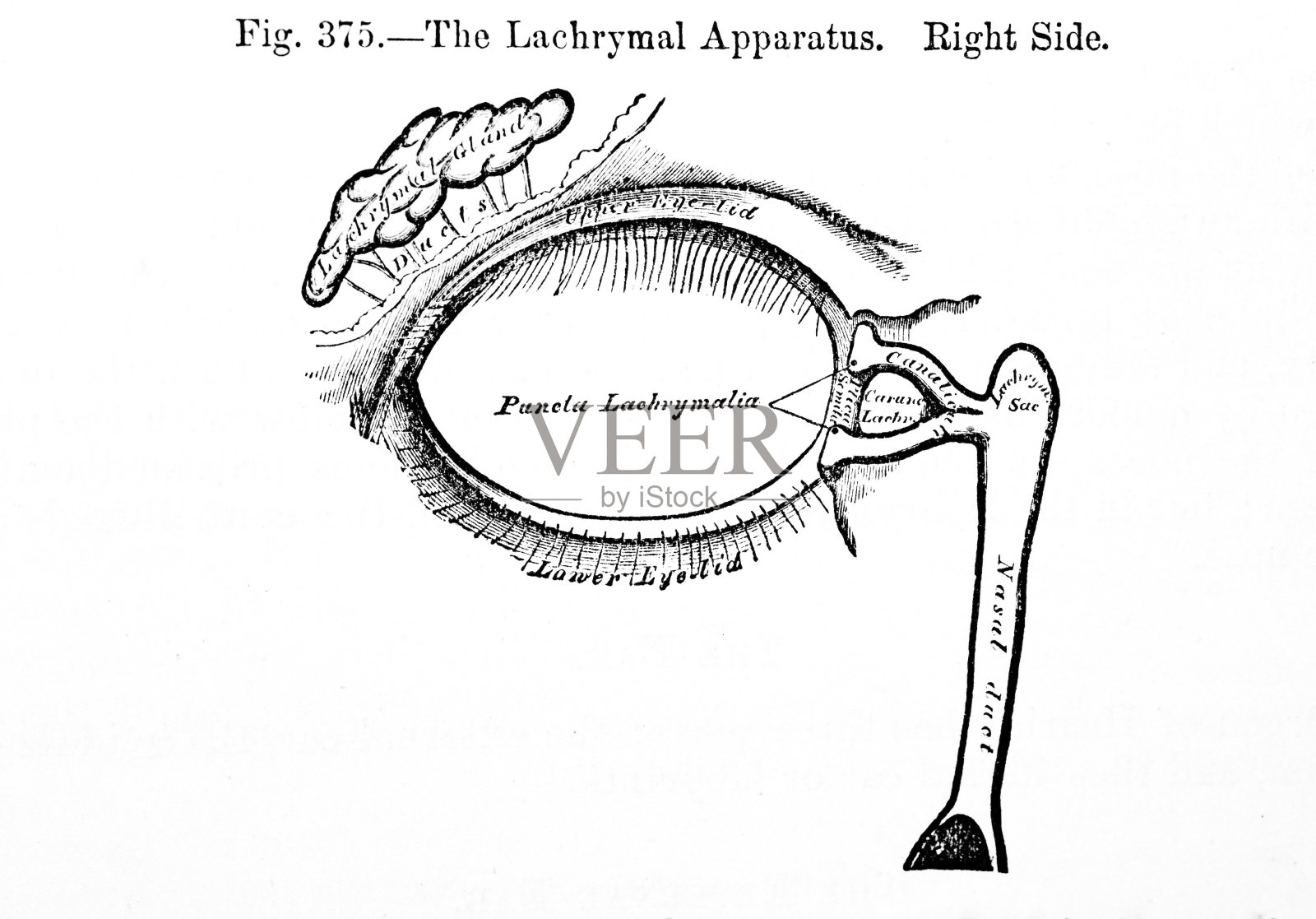古医学插图|泪骨照片摄影图片