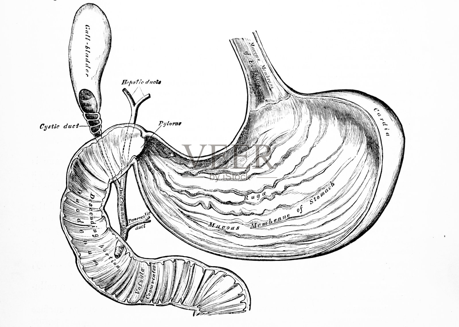 古董医学插画|人体胃插画图片素材