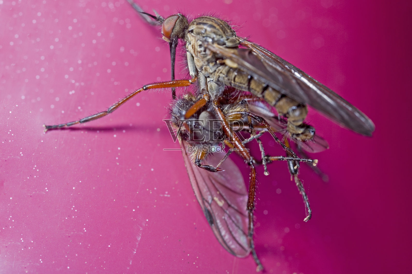 3月果蝇交配照片摄影图片