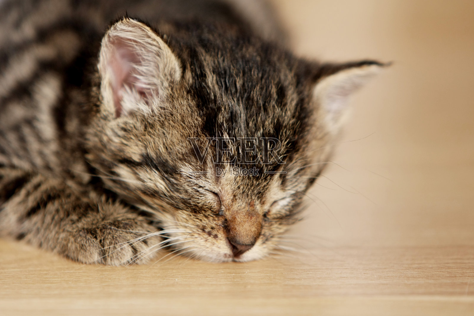 睡的小猫照片摄影图片