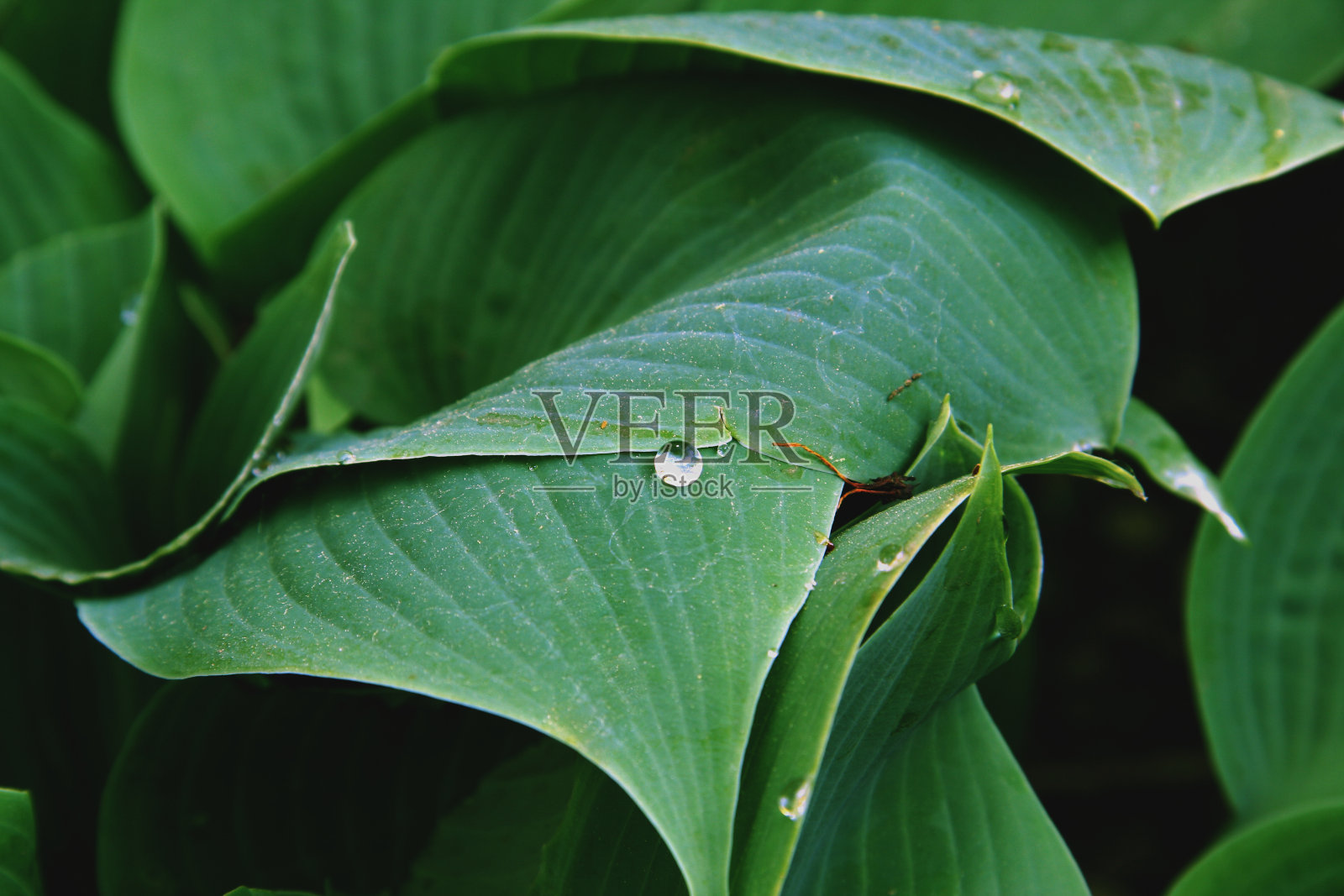 植物上的露水照片摄影图片