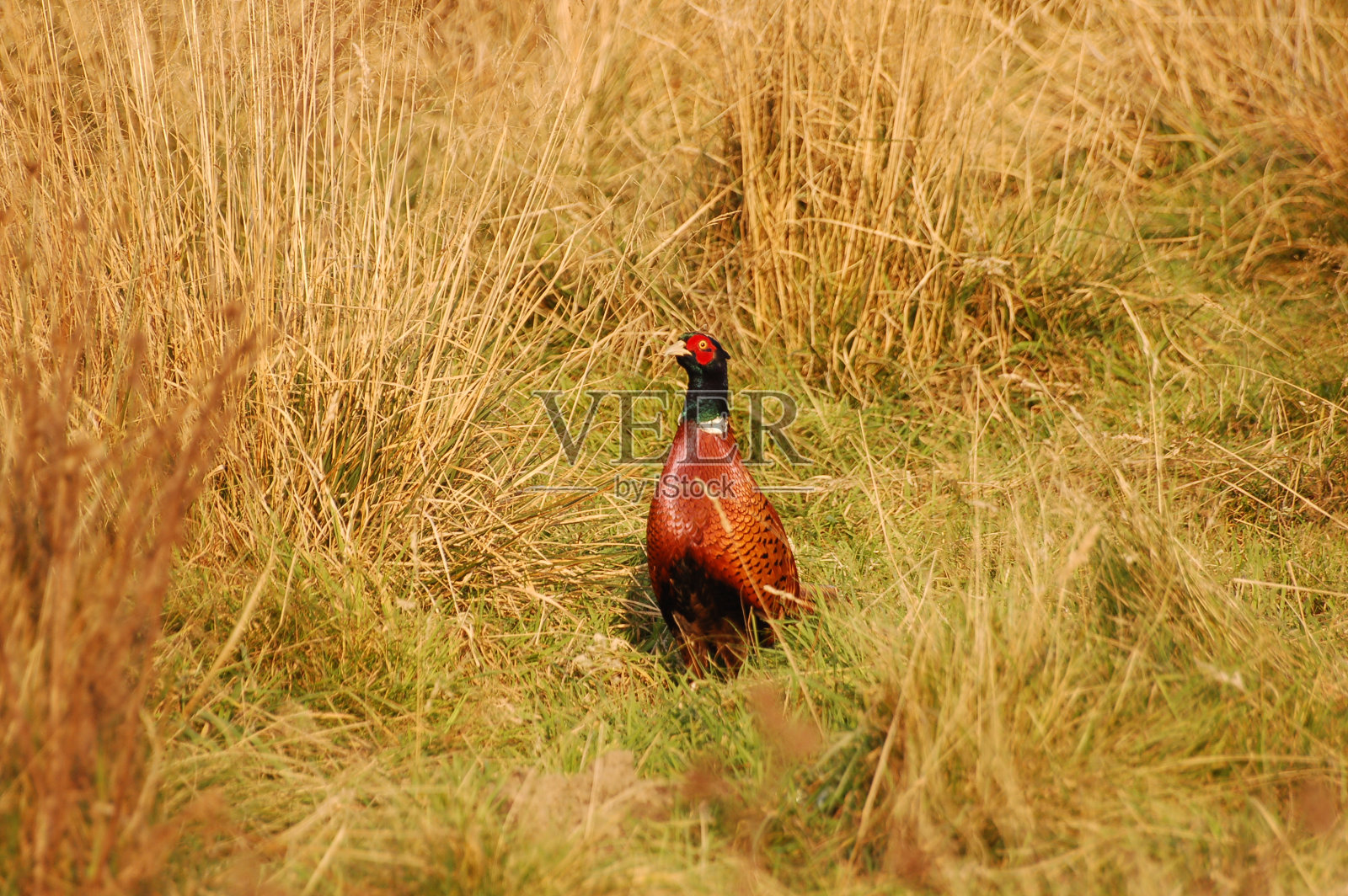 在自然荒野栖息地的雄雉01照片摄影图片