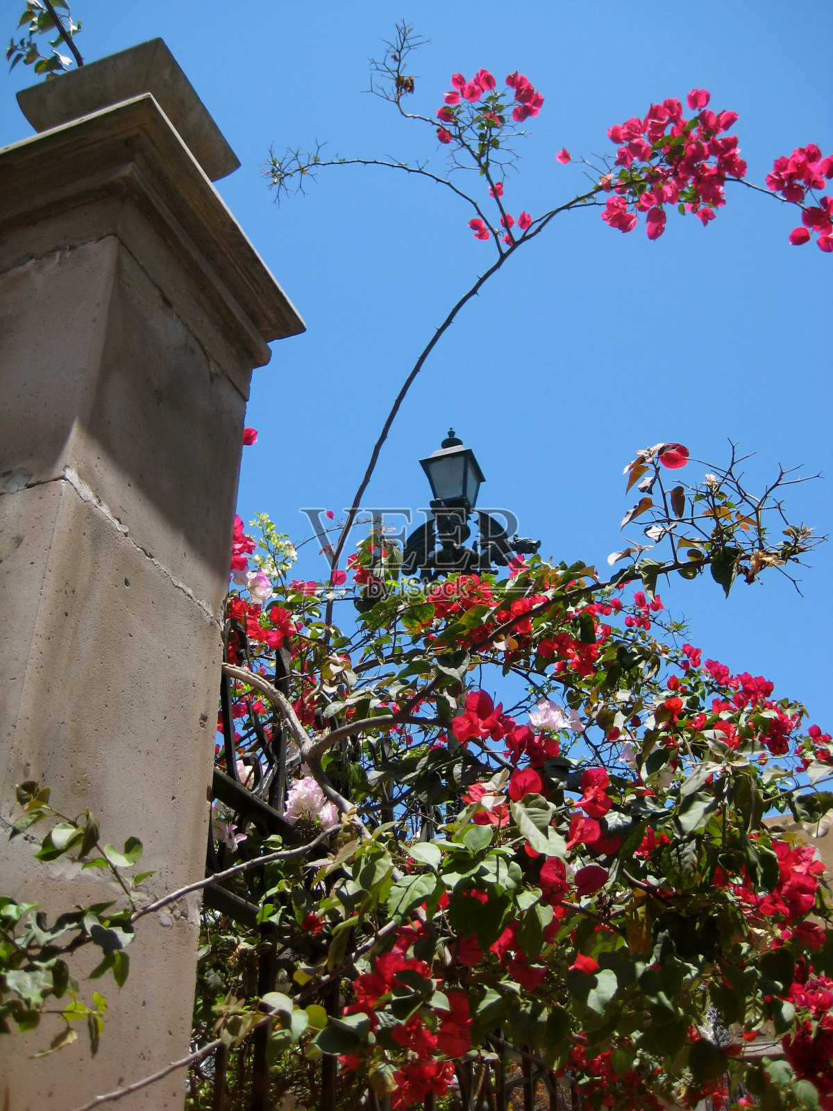 灯杆和红花照片摄影图片