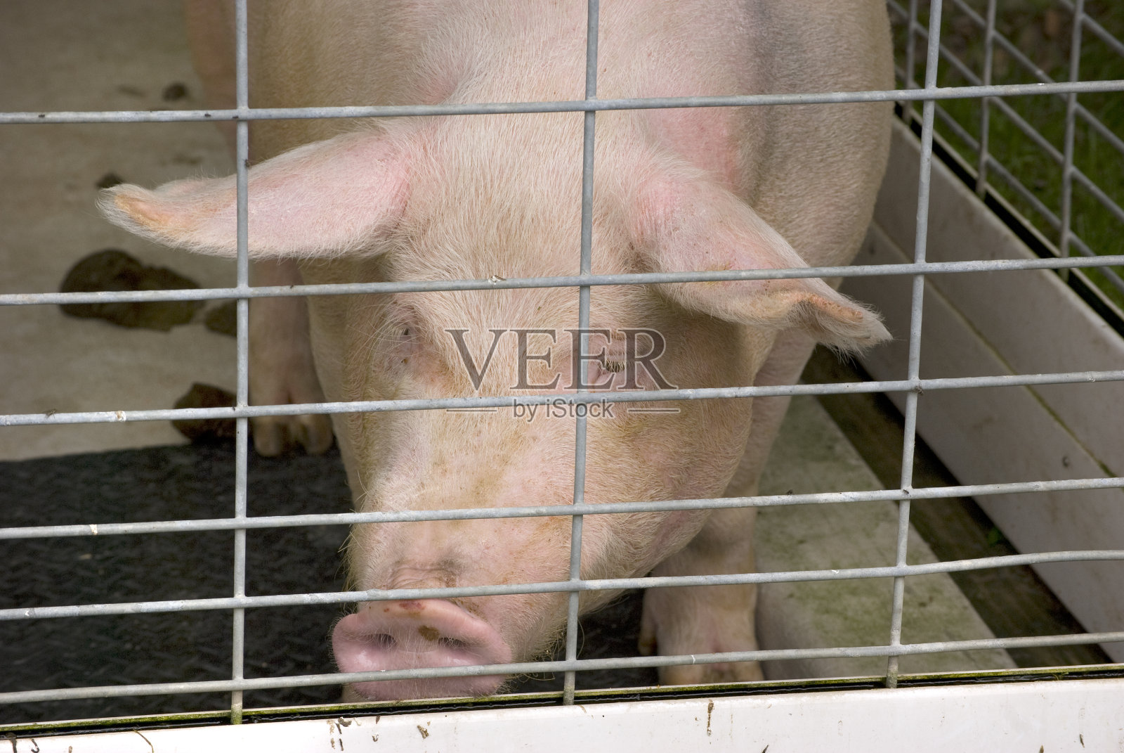 笼中猪的特写照片摄影图片