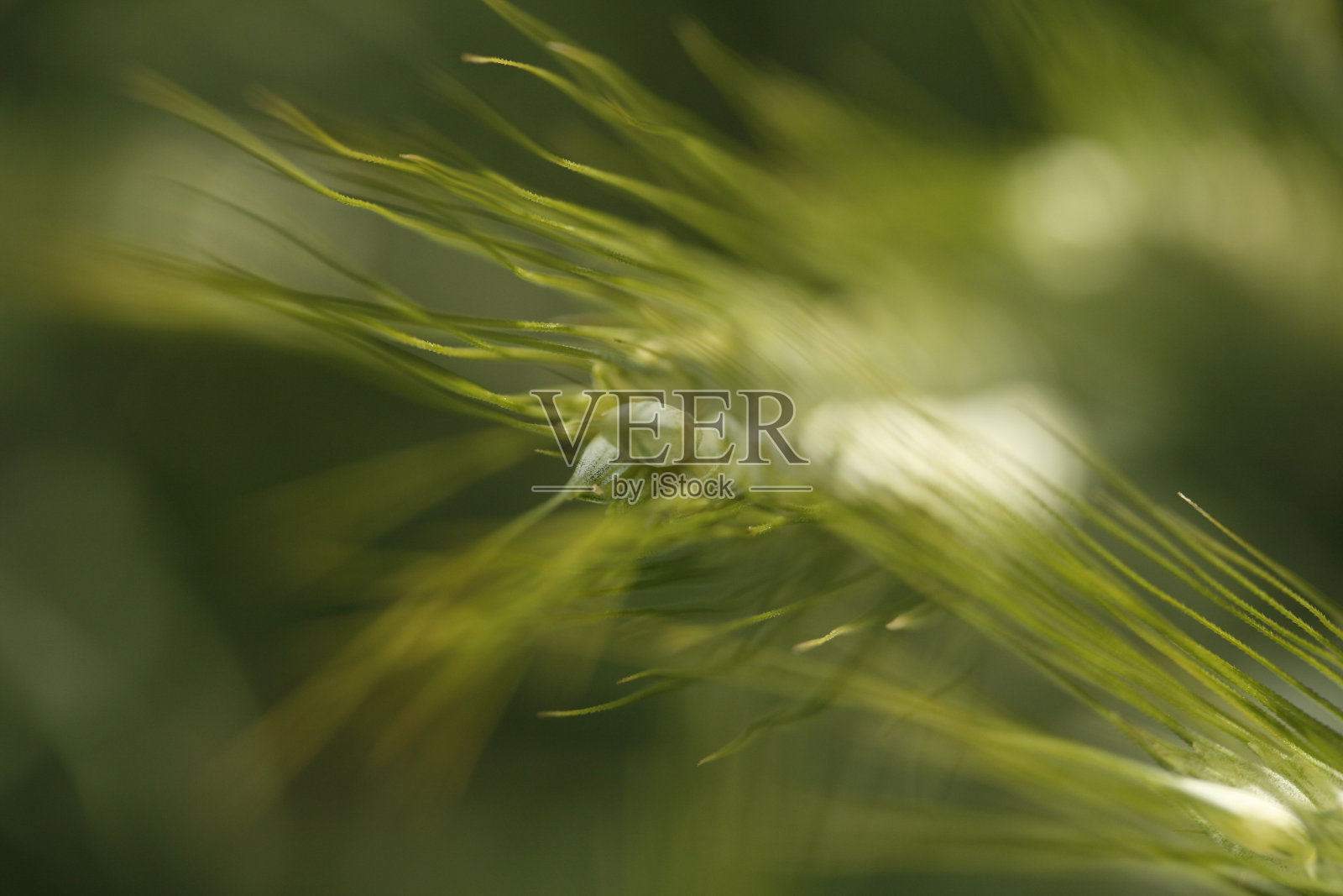 模糊照片摄影图片