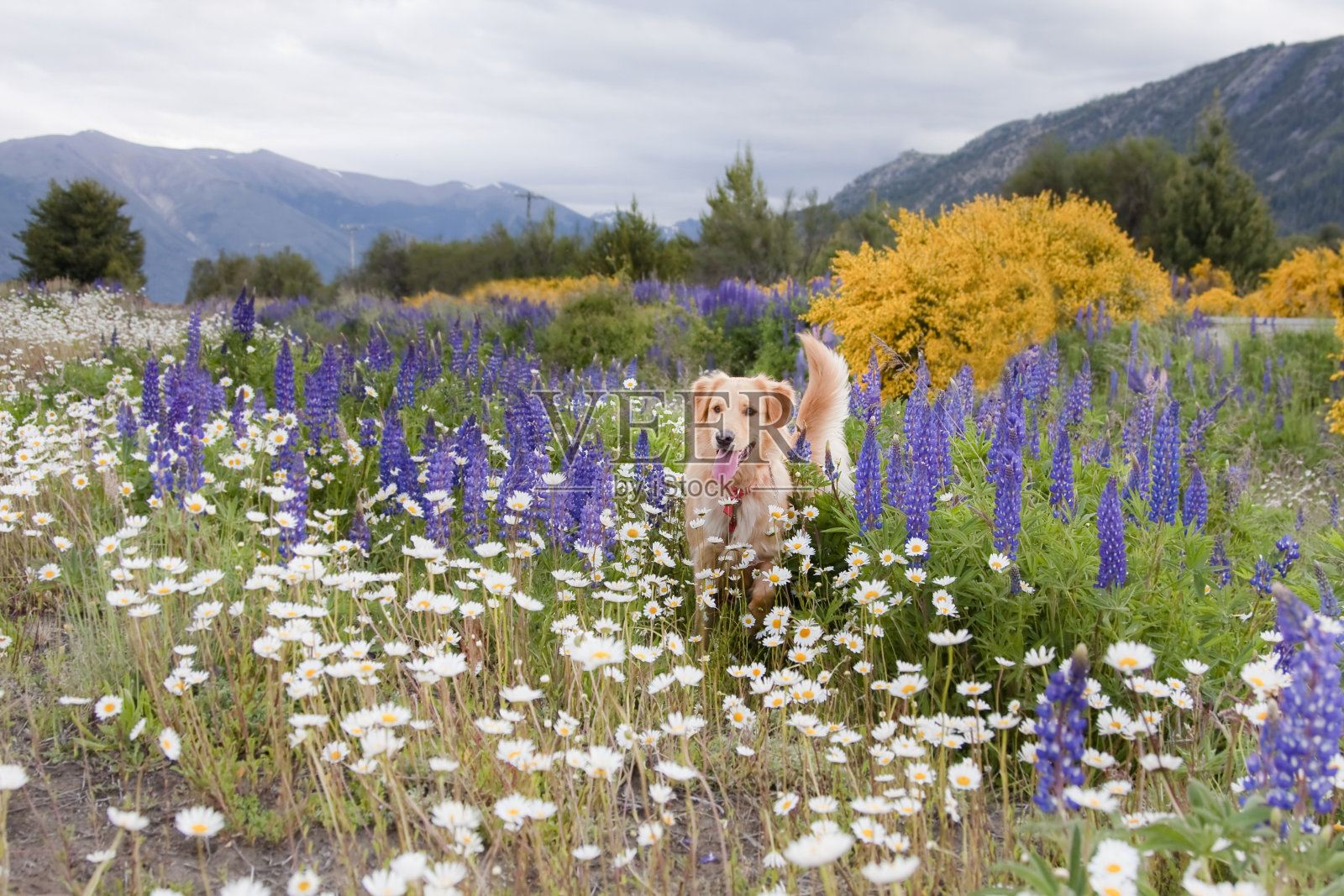 在花丛中奔跑跳跃照片摄影图片