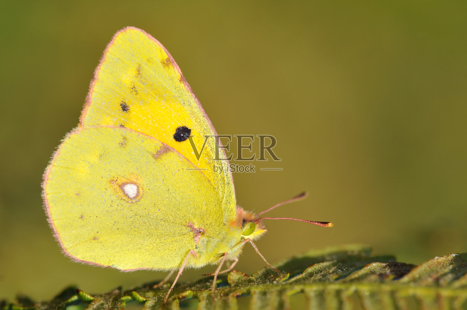 蕨类植物上的蝴蝶照片摄影图片