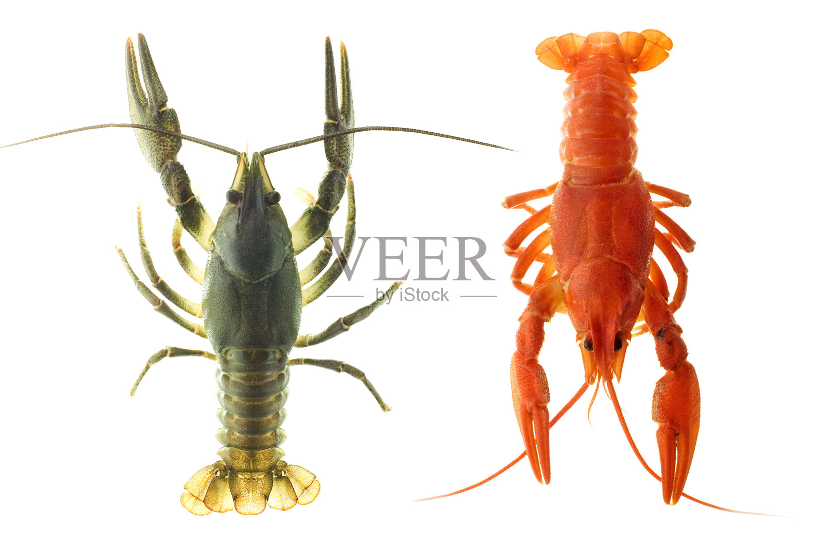 小龙虾照片摄影图片