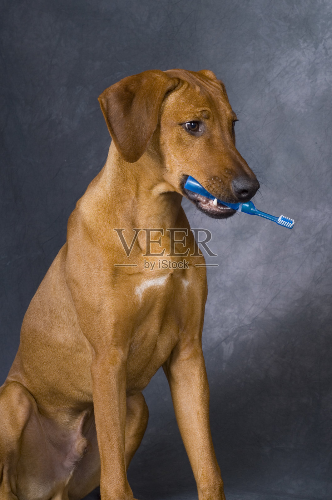 带牙刷的小狗照片摄影图片