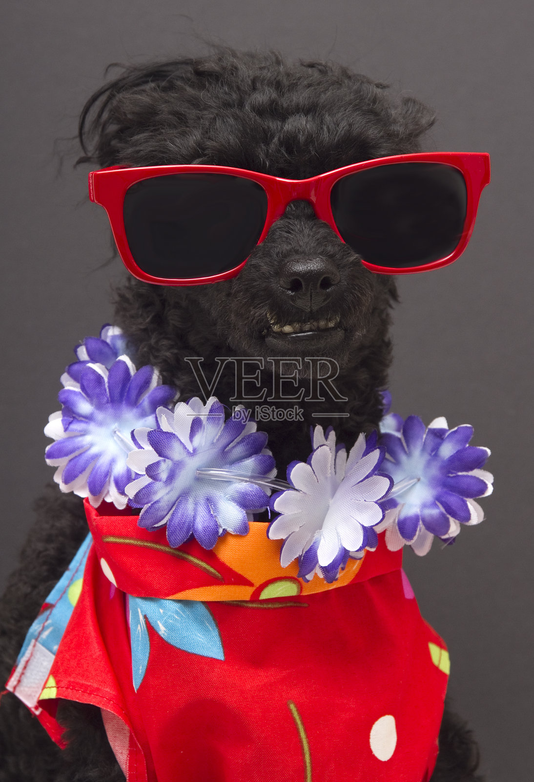 旅游的狗照片摄影图片