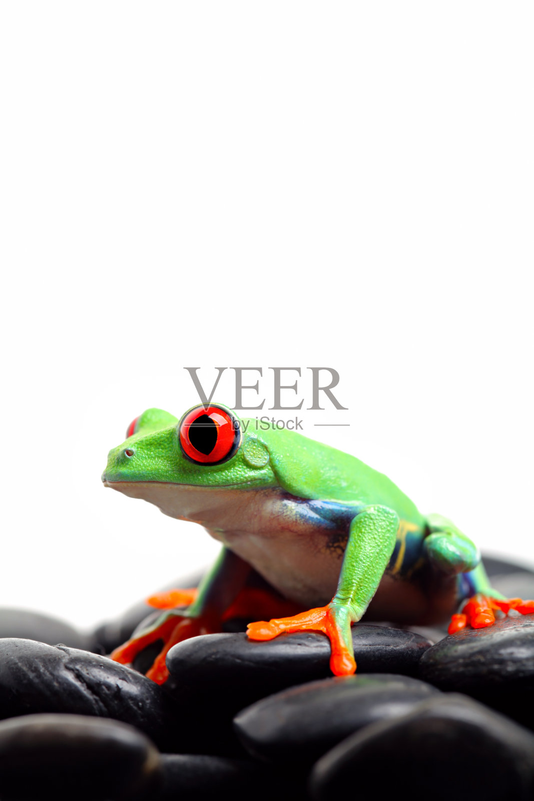 青蛙在岩石上孤立白色照片摄影图片