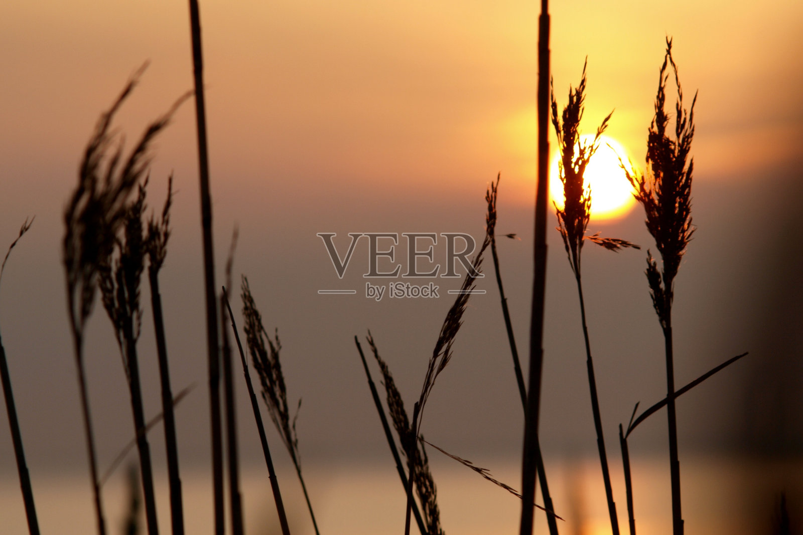 莱姆草后的夕阳照片摄影图片