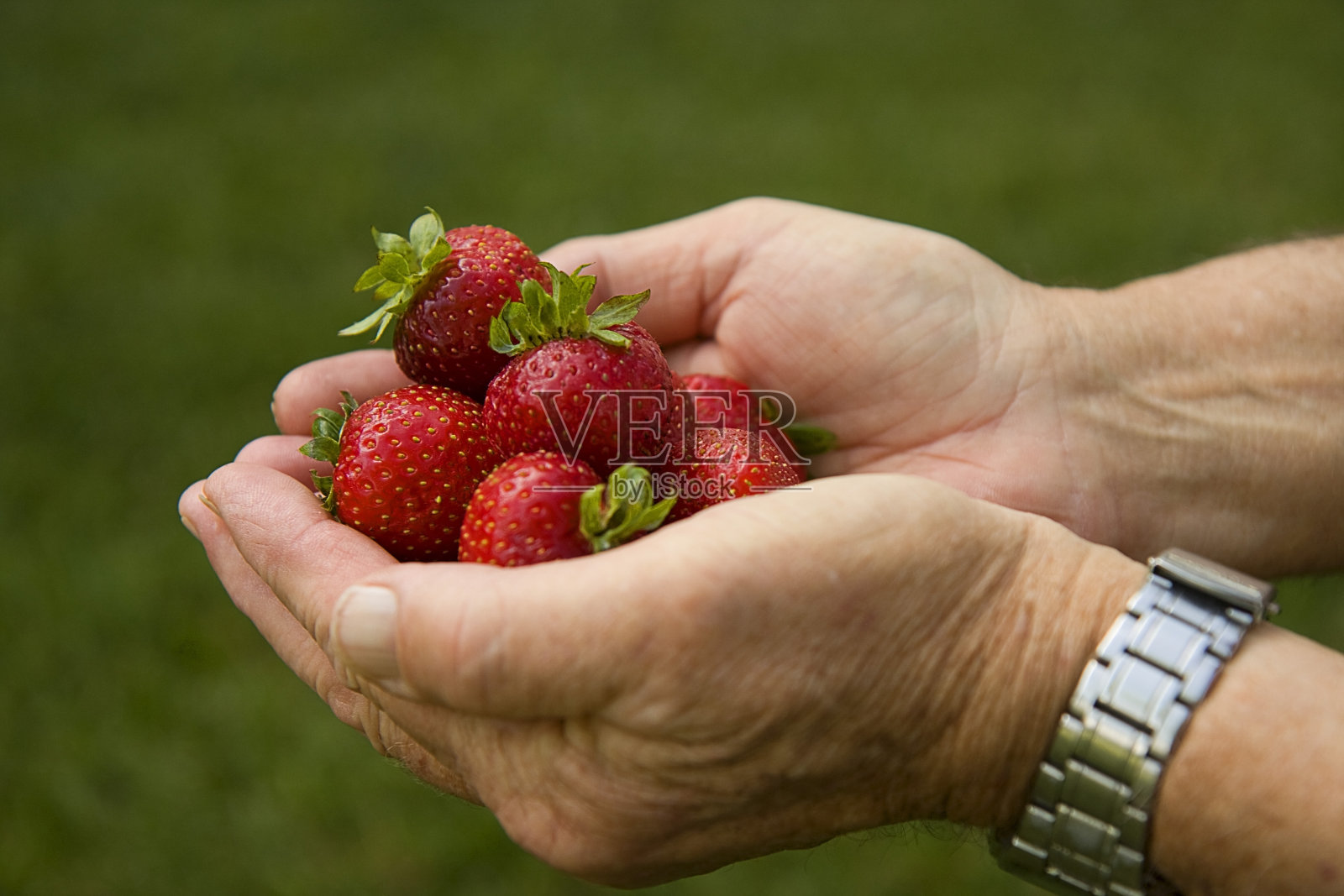 手拿着草莓照片摄影图片
