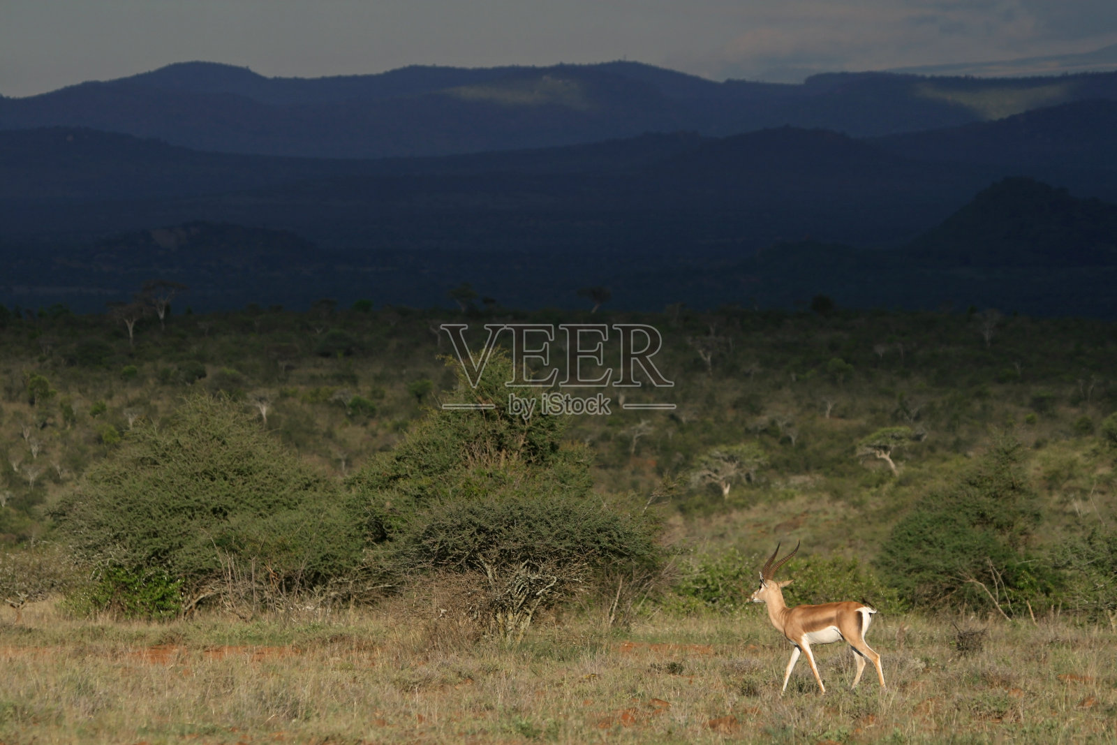 Grant’s瞪羚照片摄影图片