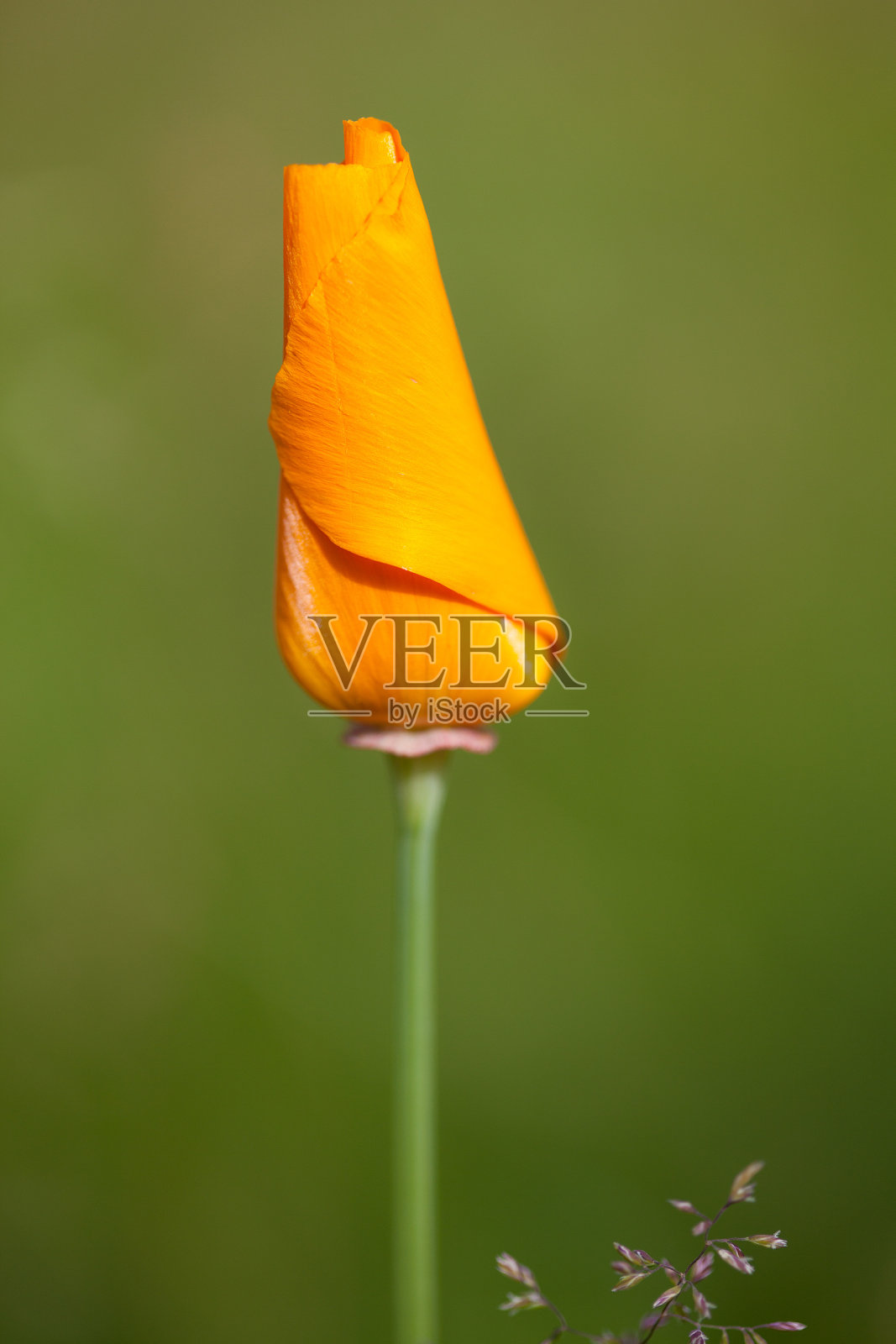 野花照片摄影图片