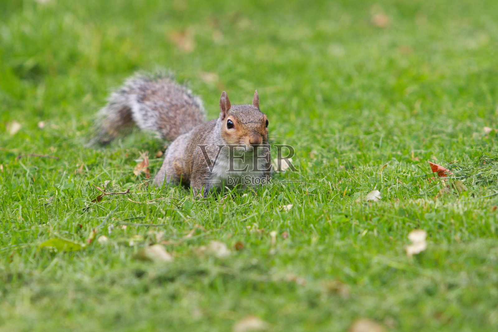 松鼠照片摄影图片
