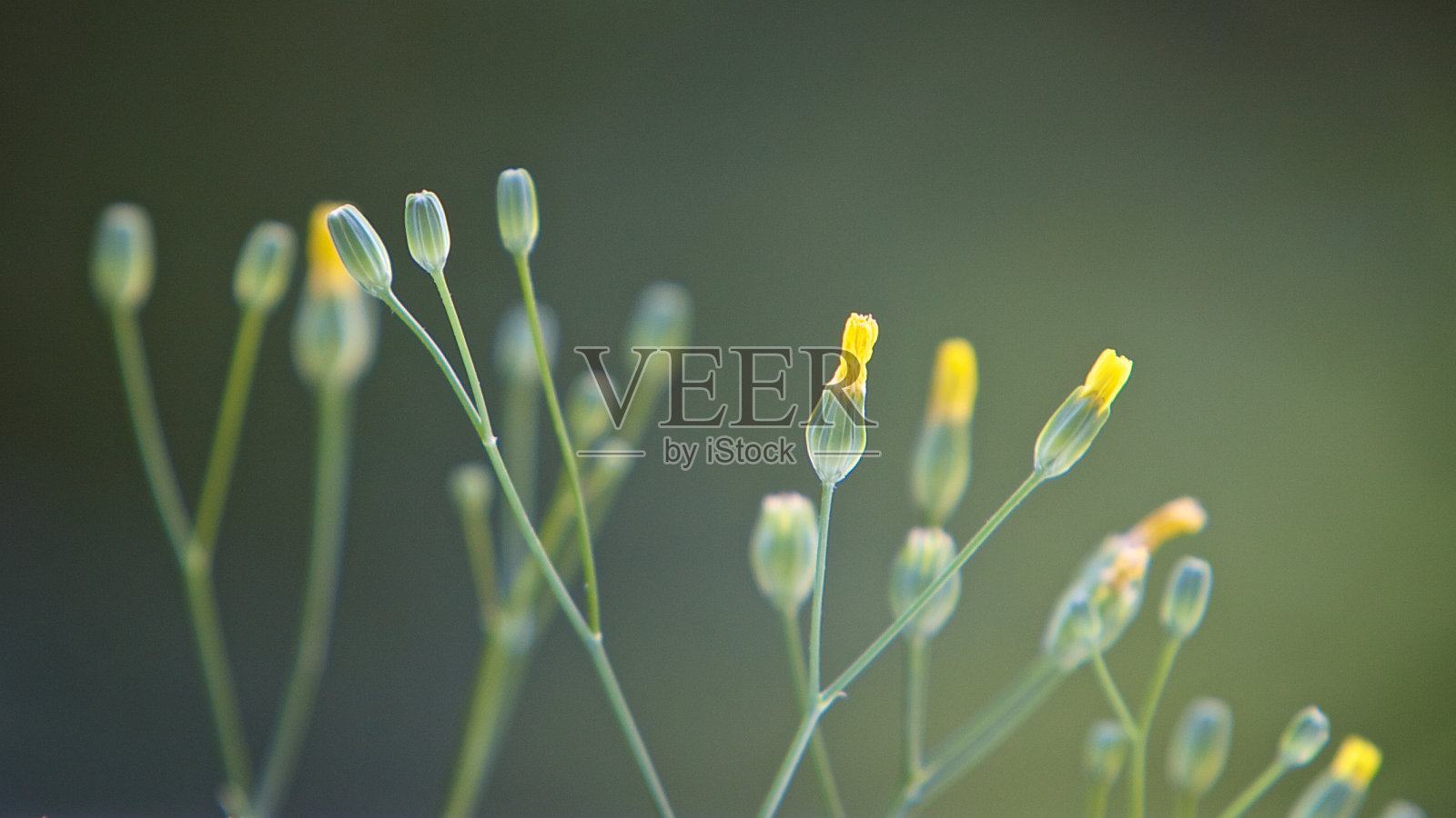 乳绿色花蕾照片摄影图片