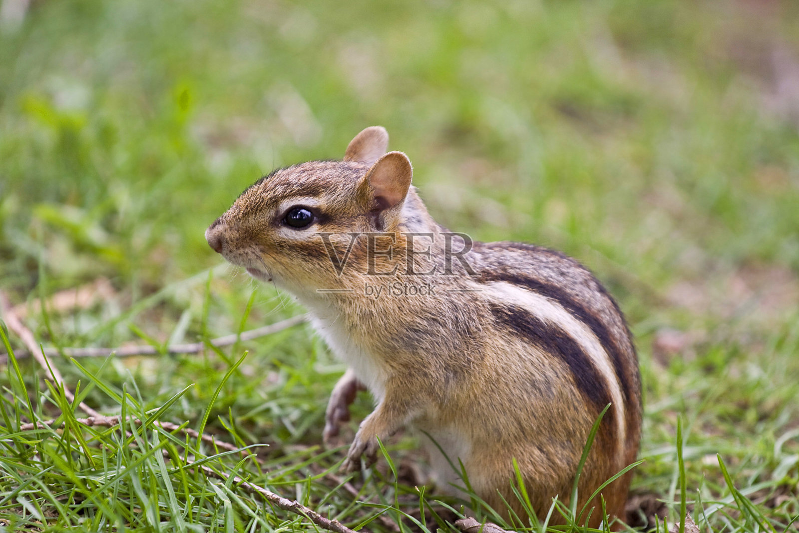 花栗鼠照片摄影图片