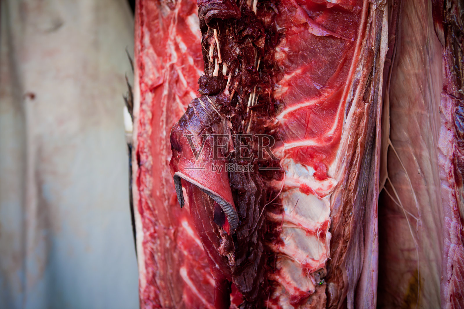 Favignana的金枪鱼照片摄影图片