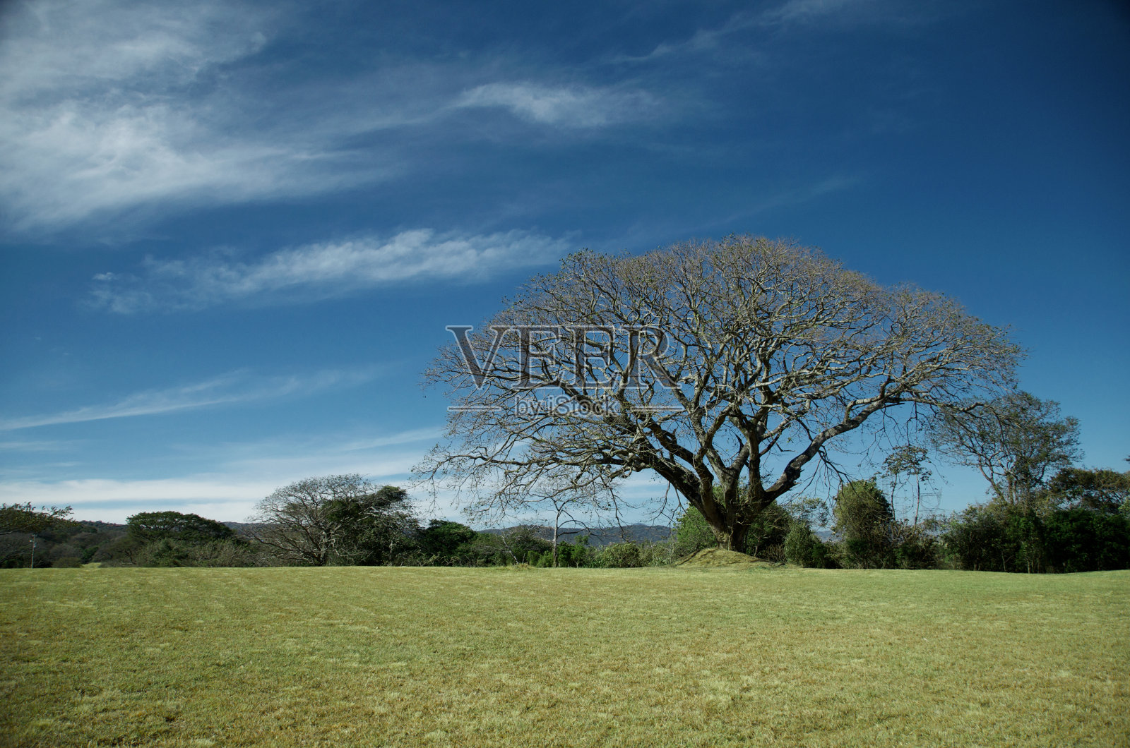 干树照片摄影图片