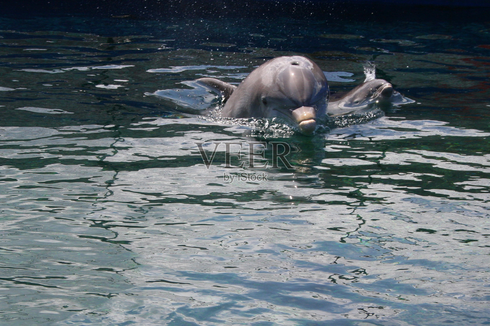 阳光下的乐趣照片摄影图片