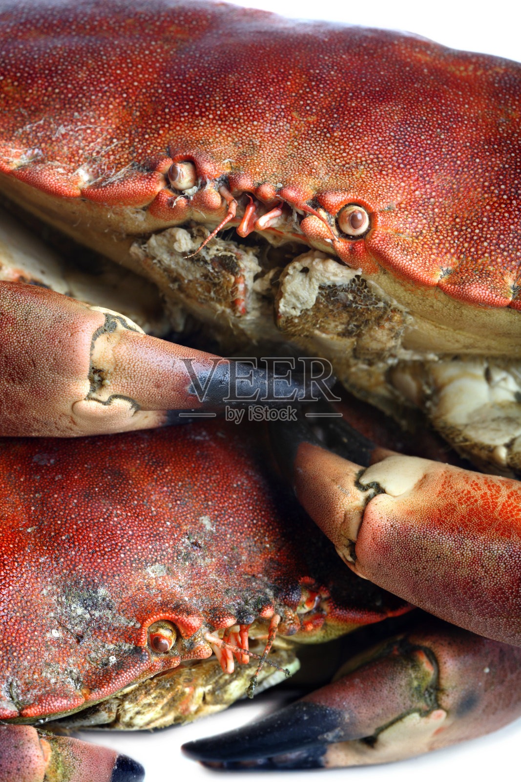 蟹拍摄照片摄影图片