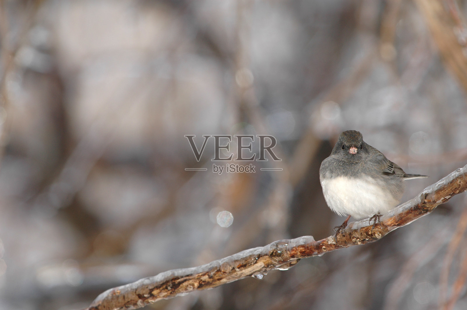 芦苇照片摄影图片