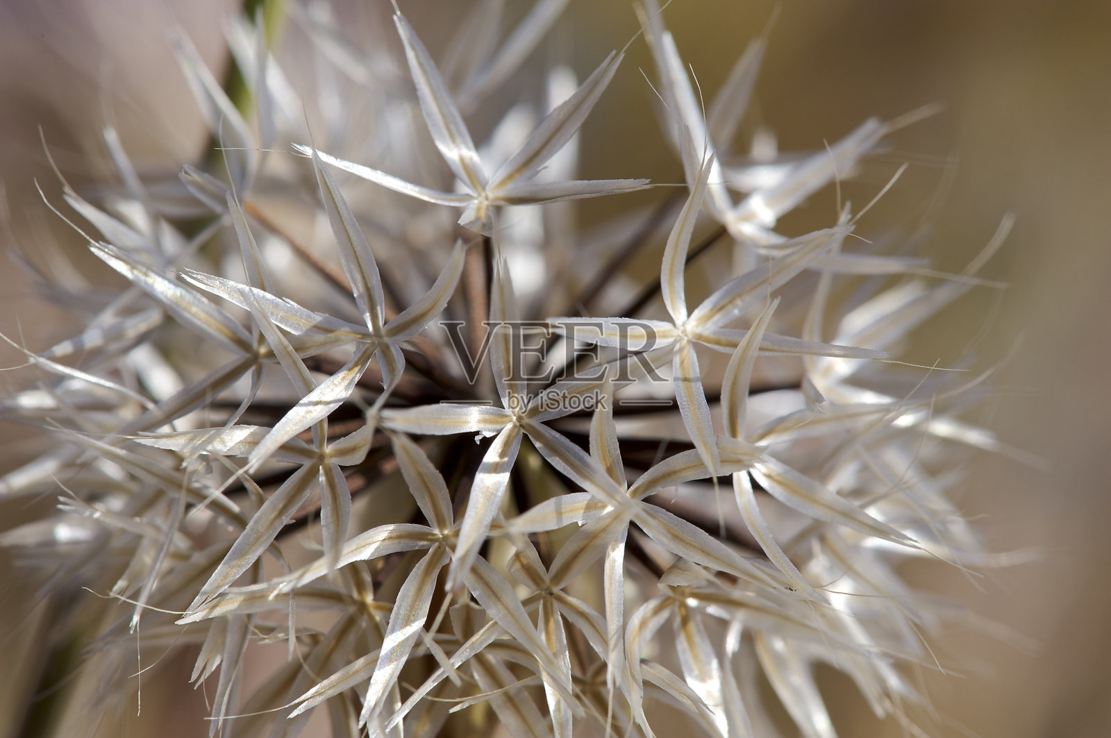 银泡芙照片摄影图片